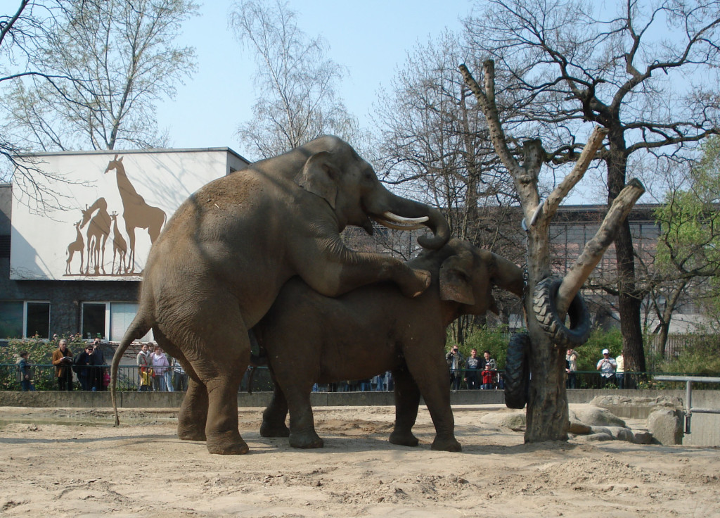 Elefanter i forårshumør. Zoologischer Garten, marts 2007. Foto: Kirsten Andersen