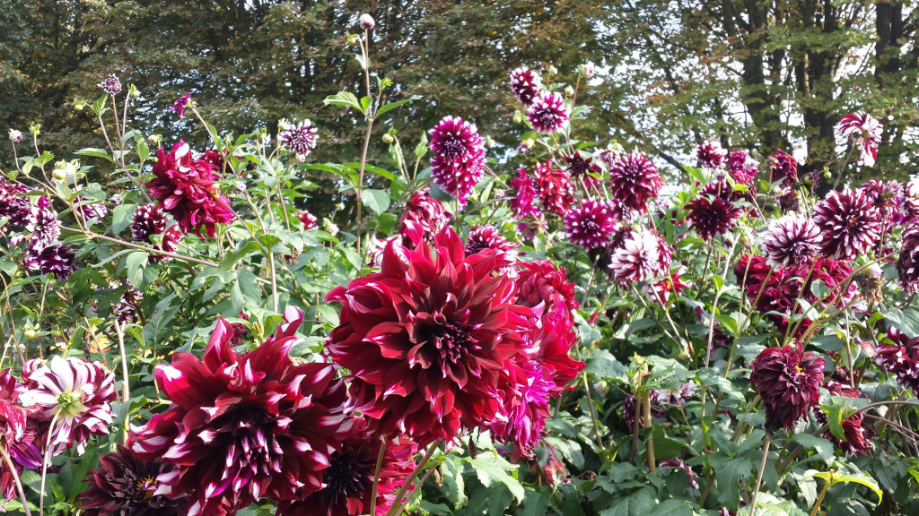 Dahlier i Britzer Garten