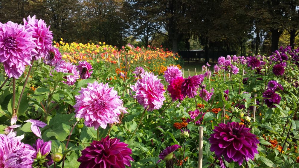 Dahler i Britzer Garten 2014