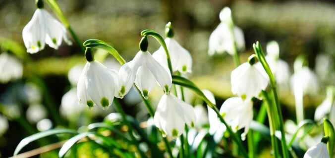 hans-marzenbecher-275367_1280